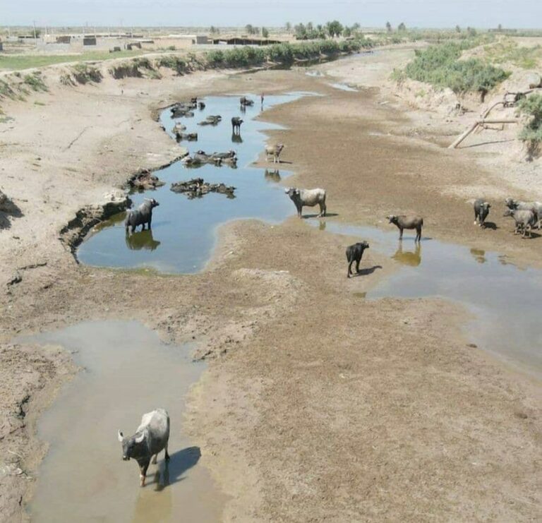 Iran’s institutionalised Neglect of Ahwazi wetlands of Hor al-Azim and Falahiyeh